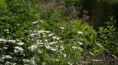 /album/swedish-summer-bumblebees-and-gaby-stenberg/white-daisy-jpg/